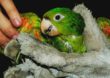 IEF amplia áreas de soltura de animais da fauna silvestre