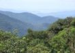 Grupo ambiental vai restaurar 210 hectares de Mata Atlântica em parques da Bahia