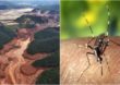 Qual a relação do surto de febre amarela com o desastre de Mariana?