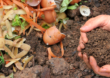 Compostagem caseira: uma prática simples que ajuda a transformar o meio ambiente