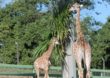 Meio Ambiente debate proibição de zoológicos e aquários no Brasil