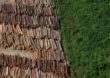 Comissão debate desmatamento ilegal na Amazônia e no Cerrado e metas no Acordo de Paris