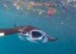 Por que animais marinhos confundem plástico com comida?