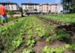 Minas Gerais lança projeto de agroecologia