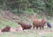 Capivaras que vivem na orla da Lagoa da Pampulha foram esterilizadas e microchipadas, anuncia PBH