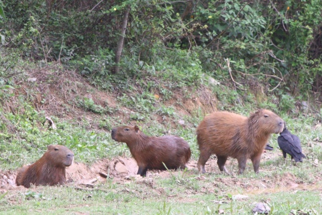 Capivaras passaram por cirurgias, foram catalogadas e soltas de volta na orla