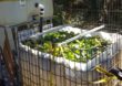 Aguapé, a ‘praga verde’ brasileira que é promessa de solução para rios poluídos e produção de combustíveis