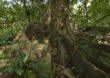Sai resultado da licitação para o Parque Nacional Pau Brasil