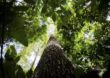 Novo governo terá desafio de garantir cumprimento das metas climáticas