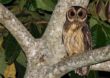 Observação de pássaros já é atividade comum no Santuário do Caraça, na Região Central de MG