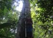 Aquecimento global afeta crescimento e regeneração da floresta Amazônica, diz estudo