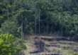 Nova regra do Código Florestal pode aumentar desmatamento na Amazônia