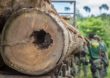 Desmatamento ameaça áreas protegidas da Bacia do Rio Xingu