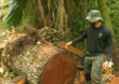 Desmatamento da floresta amazônica aumenta; castanheiras são alvos no Acre