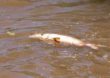 Água do Rio Paraopeba tem riscos à saúde humana e animal, confirma governo