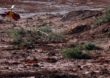 Vale suspende bônus e dividendos e cria 2 comitês para acompanhar tragédia de Brumadinho