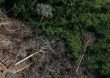 Amazônia bate novo recorde nos alertas de desmatamento em junho
